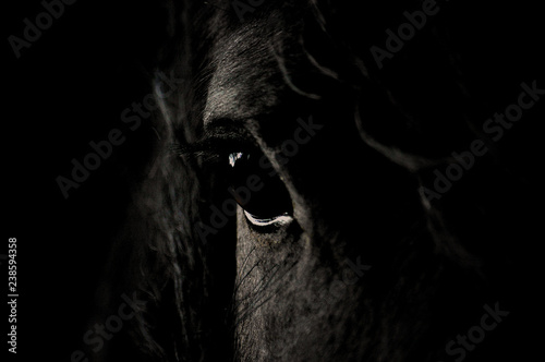Friesian eye