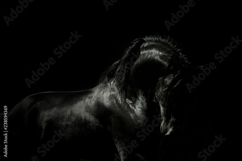 Stallion neck