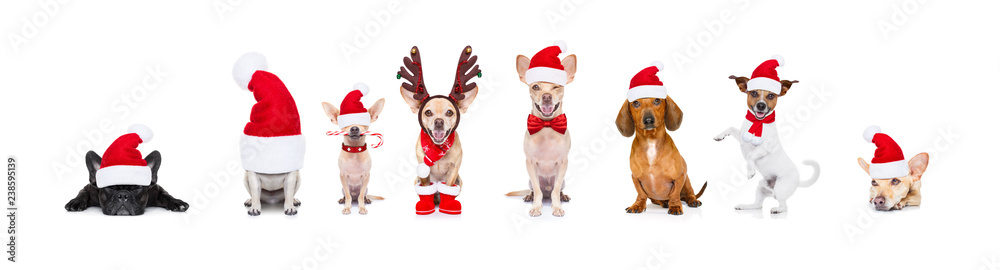 big team row of dogs on christmas holidays big team row of dogs on christmas holidays