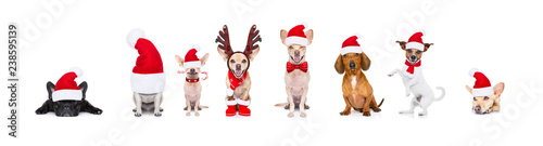 big team row of dogs on christmas holidays