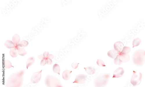Light pink petals and Sakura flowers on a transparent background.Vector