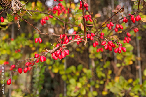 Close up of a bushy bush of red berries