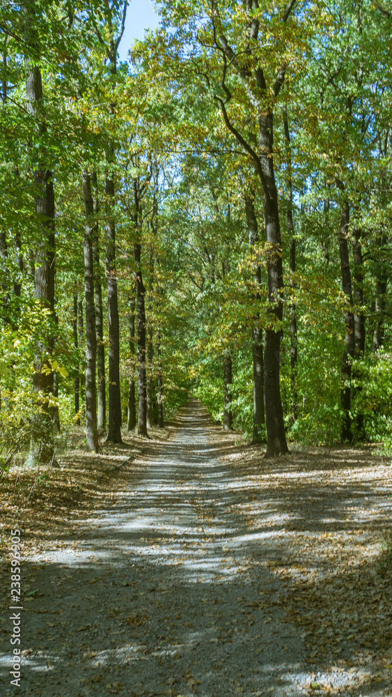Fototapeta premium forest way