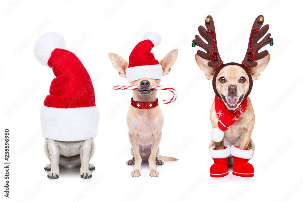 big team row of dogs on christmas holidays