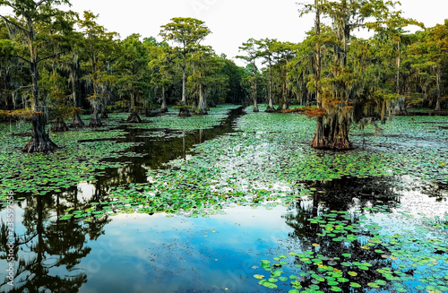 Clear Path thru Lily Pads and Cypress Trees Mark Canoe Path in Caddo Lake