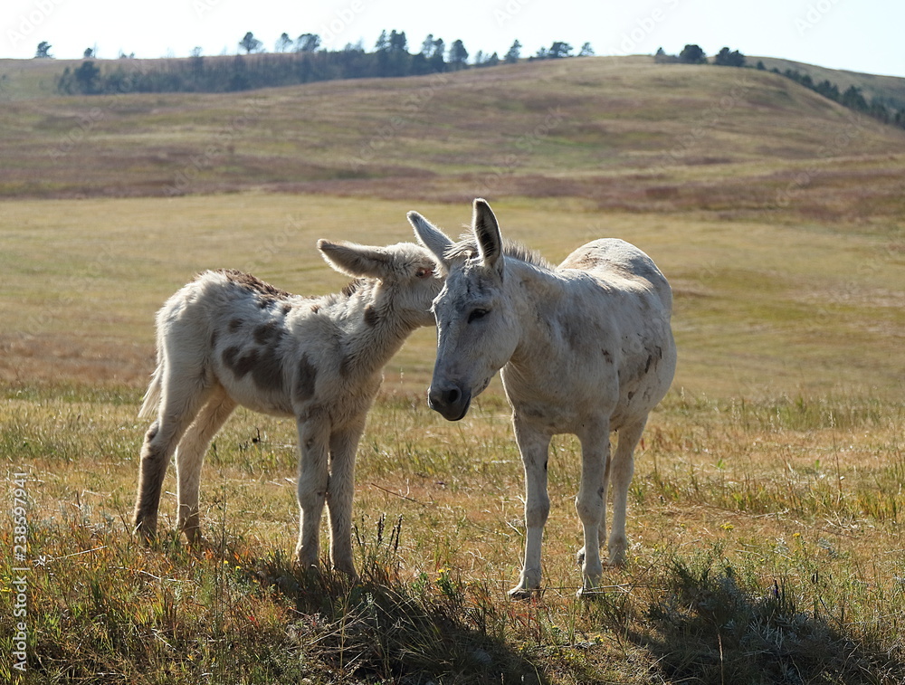 Fototapeta premium A mother and baby burro in the field in Custer State Park, South Dakota.