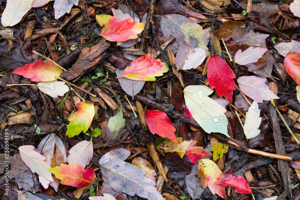 Fall Forest Floor Fall Forest Floor