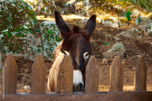 Donkey in corral
