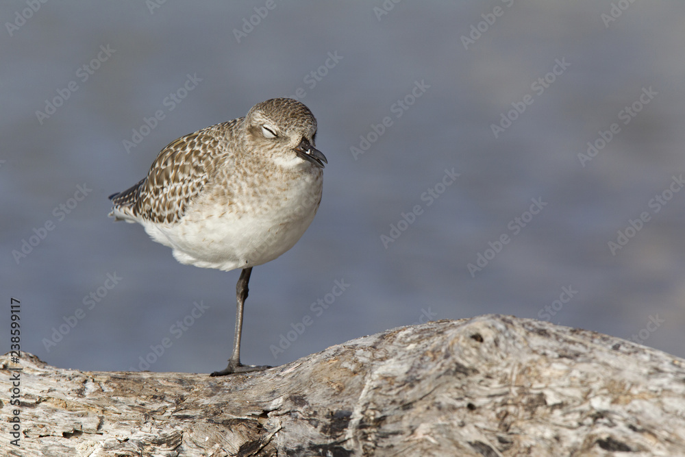 A black-bellied plover (Pluvialis squatarola) perched and resting in the sun on a branch above a shallow pond in Fort Myers Beach Florida. A black-bellied plover (Pluvialis squatarola) perched and resting in the sun on a branch above a shallow pond in Fort Myers Beach Florida.