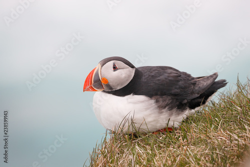 Atlantic puffin