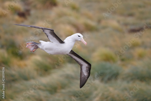 Black browed albatross photo