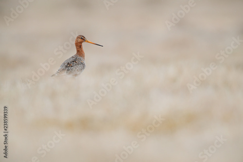 Black tailed godwit