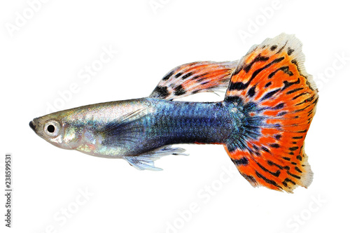 Guppy Poecilia reticulata colorful rainbow tropical aquarium fish 
