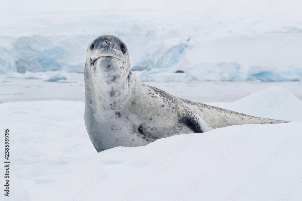 Leopard seal Stock Photo | Adobe Stock