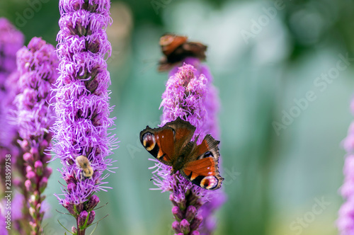 Agglais io butterfly on Liatris spicata purple flower in bloom, ornamental flowering plant
