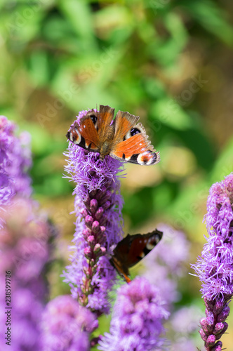 Agglais io butterfly on Liatris spicata purple flower in bloom, ornamental flowering plant