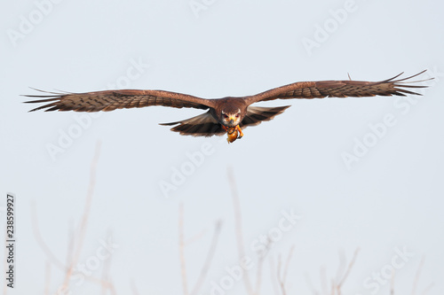 Snail kite