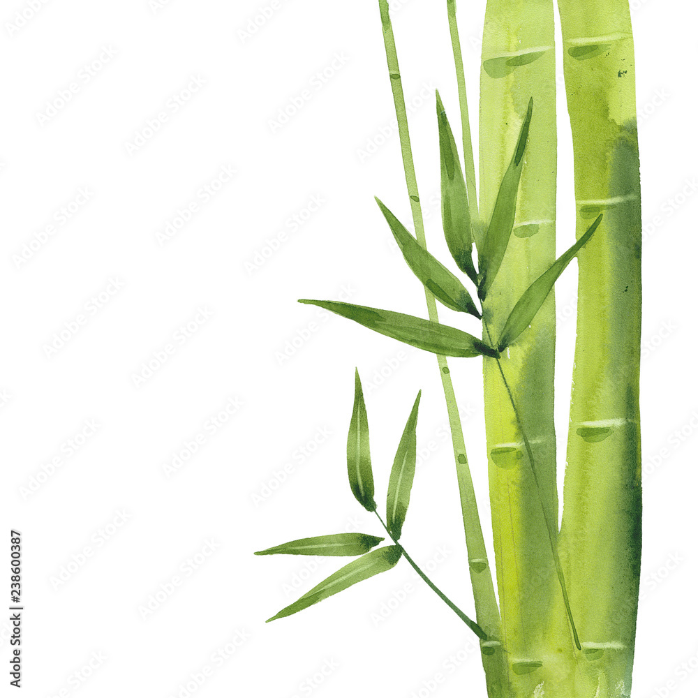 Fototapeta premium gałąź bambusa akwarela
