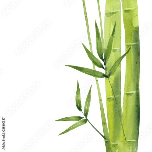 watercolor bamboo branch