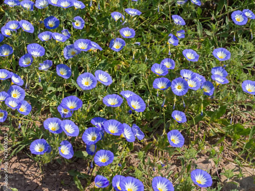 convolvulus flowers photo