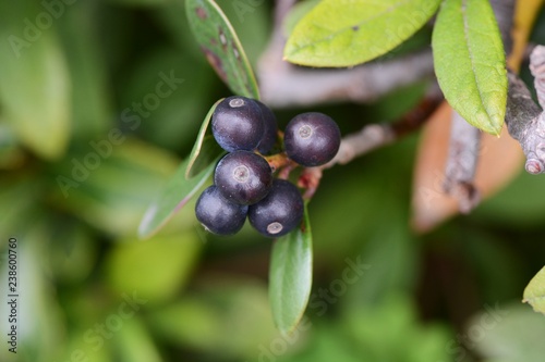 Rhaphiolepis umbellata flower and berries
