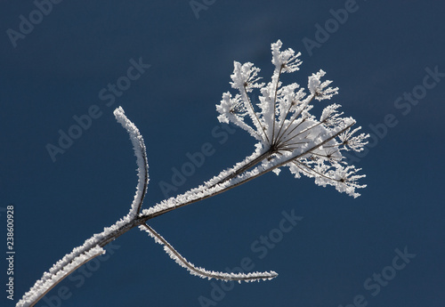 Blume im Winter mit Eiskristallen (Raureif) © Christiana Vienna