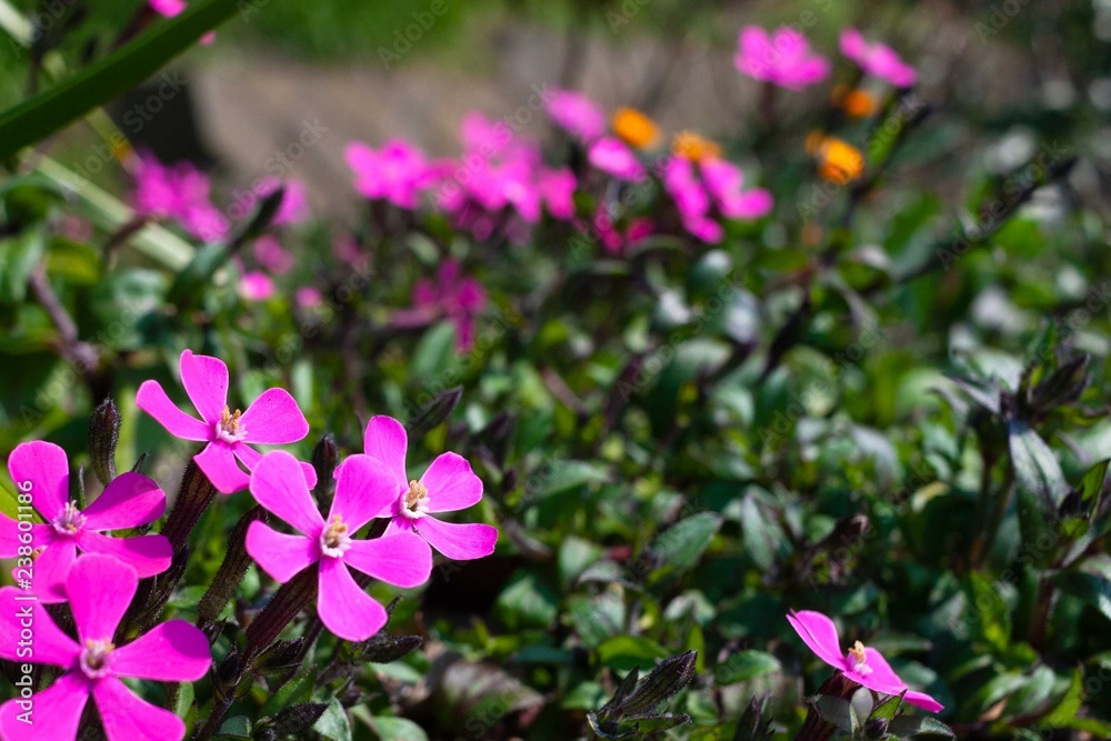 小さなピンクの花 小さなピンクの花