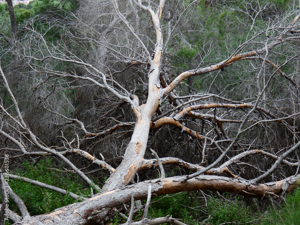Albero Albero