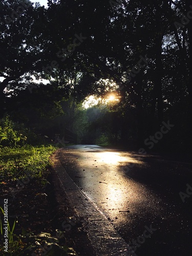 road in forest