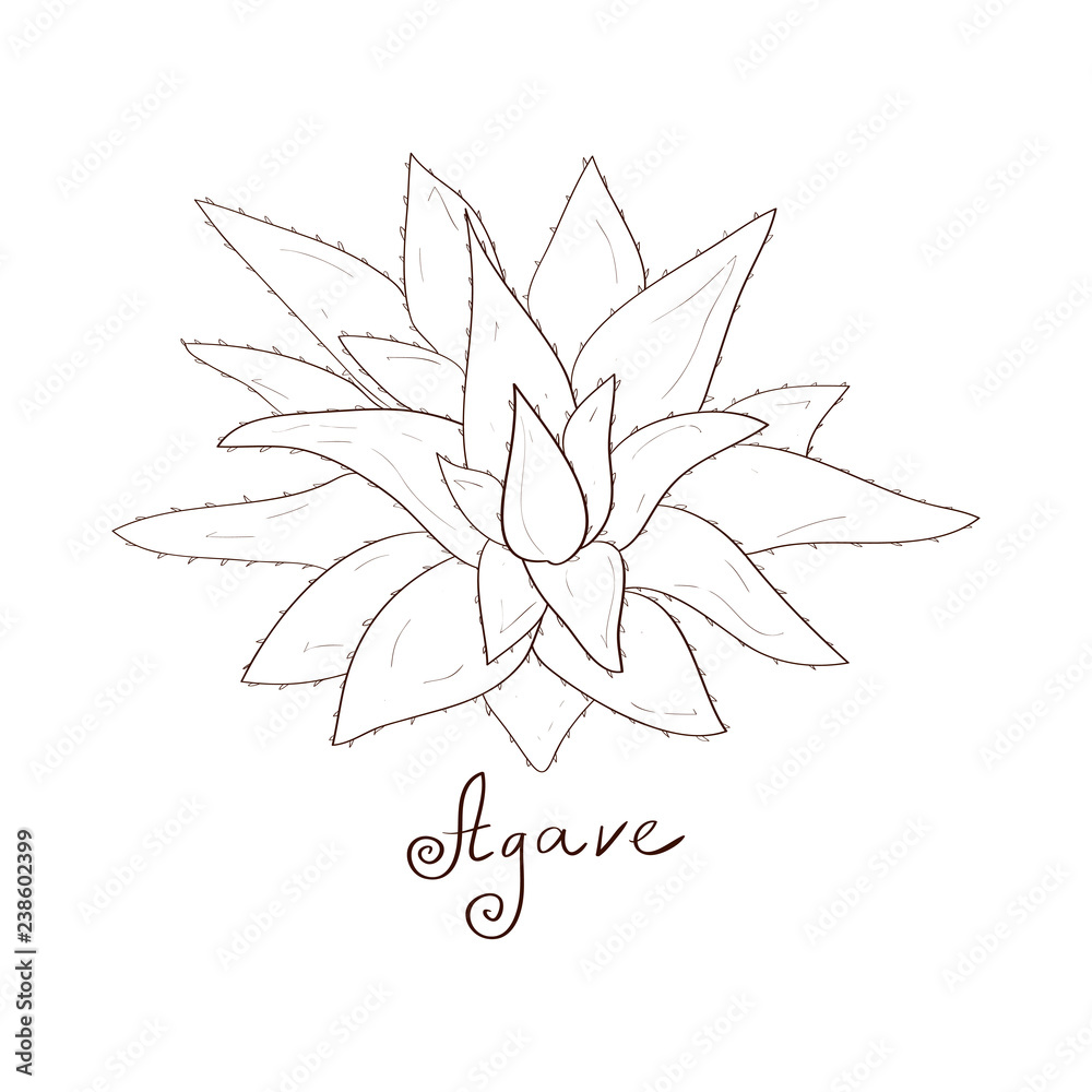 Agave, Aloe. Sketch. On a white background. Agave, Aloe. Sketch. On a white background.