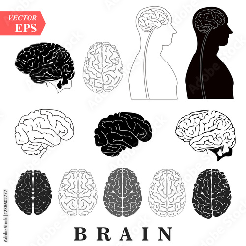 Human Brain Anatomy Collection set anterior inferior lateral and sagittal views spinal cord start lobes temporal frontal limbic parietal occipital anatomical science education cerebellum vector photo