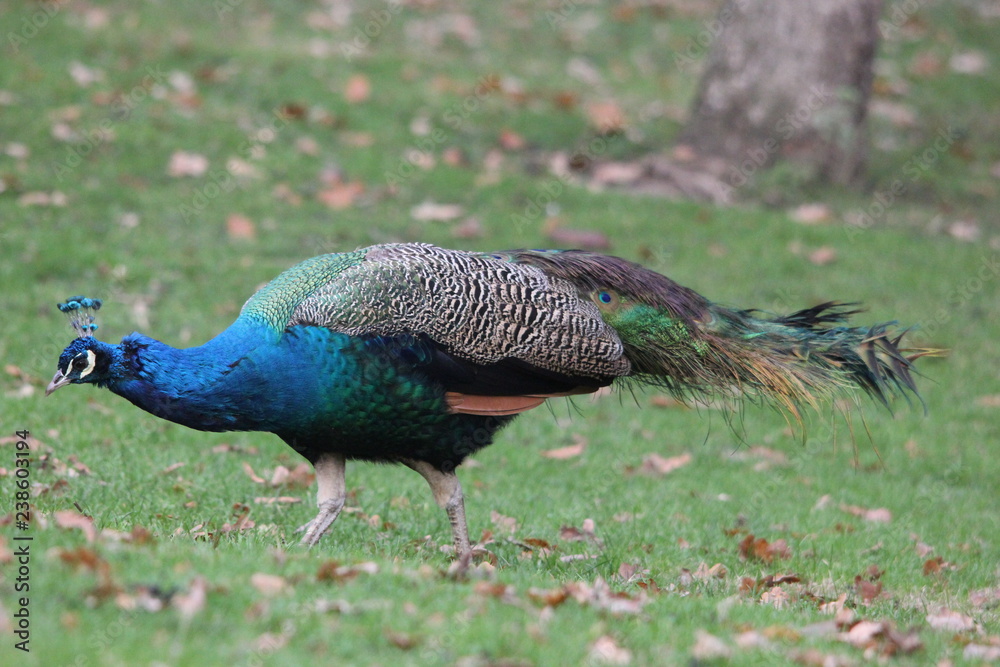 fotos de aves varias 