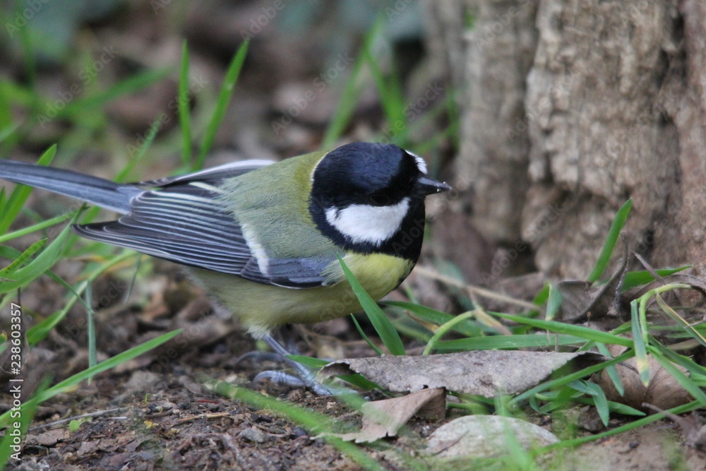 Fototapeta premium fotos de aves varias