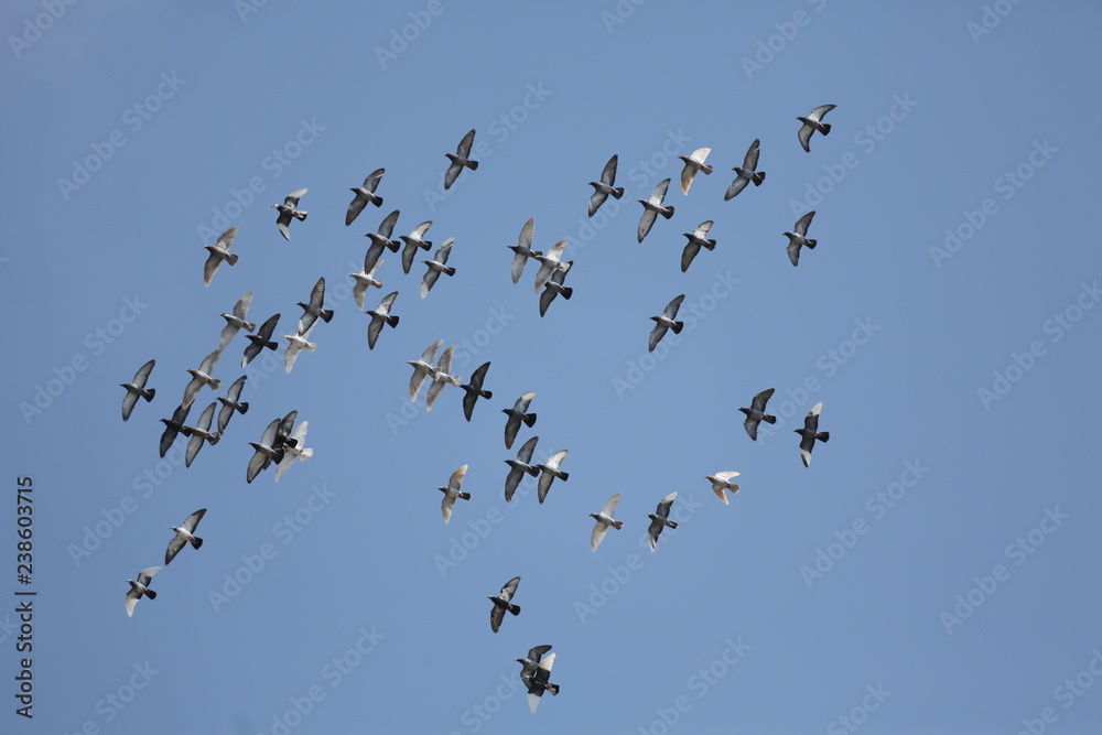 Obraz premium fotos de aves varias 
