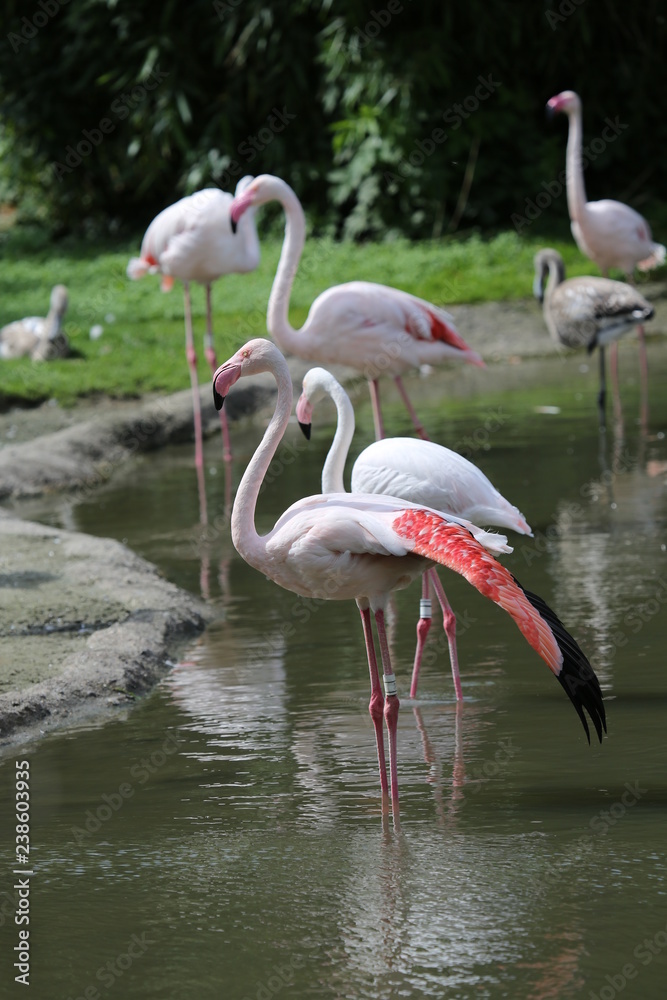 fotos de aves varias 