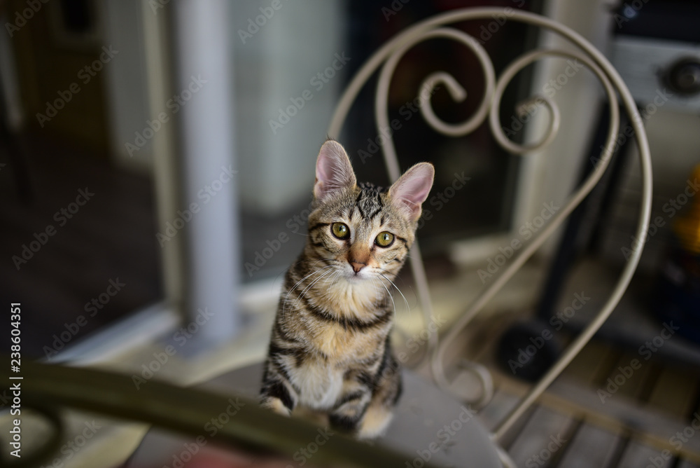 young kitten portrait