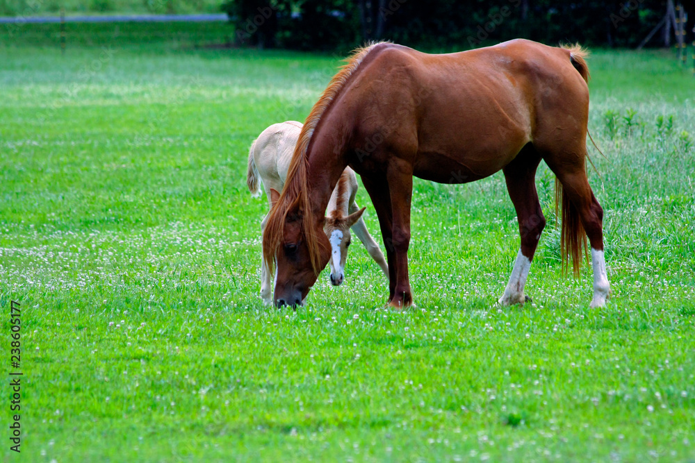 Obraz premium Mama and Foal