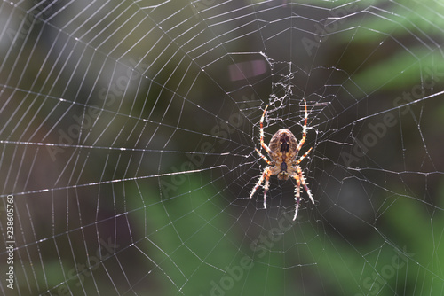 spider web with spider in front of blurred background
