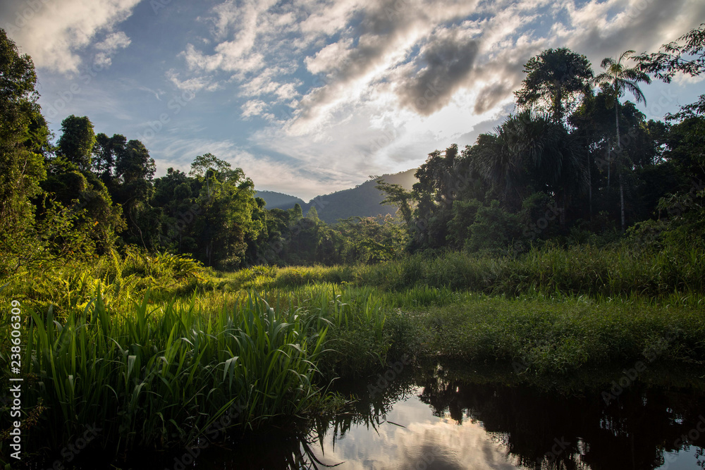 Rain Forest