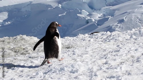 Walking Penguin Gentoo penguin walking on the snowy land of Antarctica
