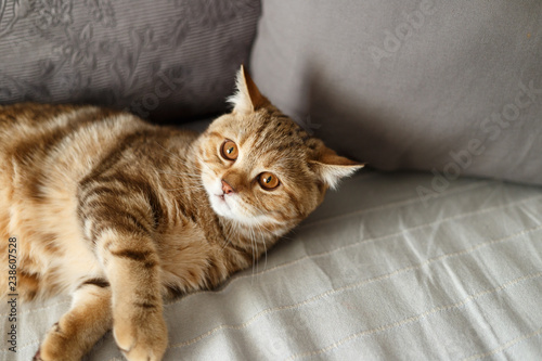 Portrait cute of a kitten Scottish Straight. Scottish cat golden marble. Playing cat