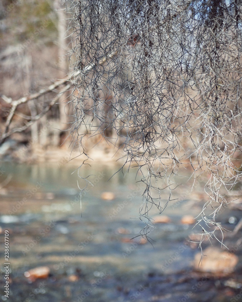 Spanish moss growing on a tree above a river with a bokeh background at a state park in Alabama