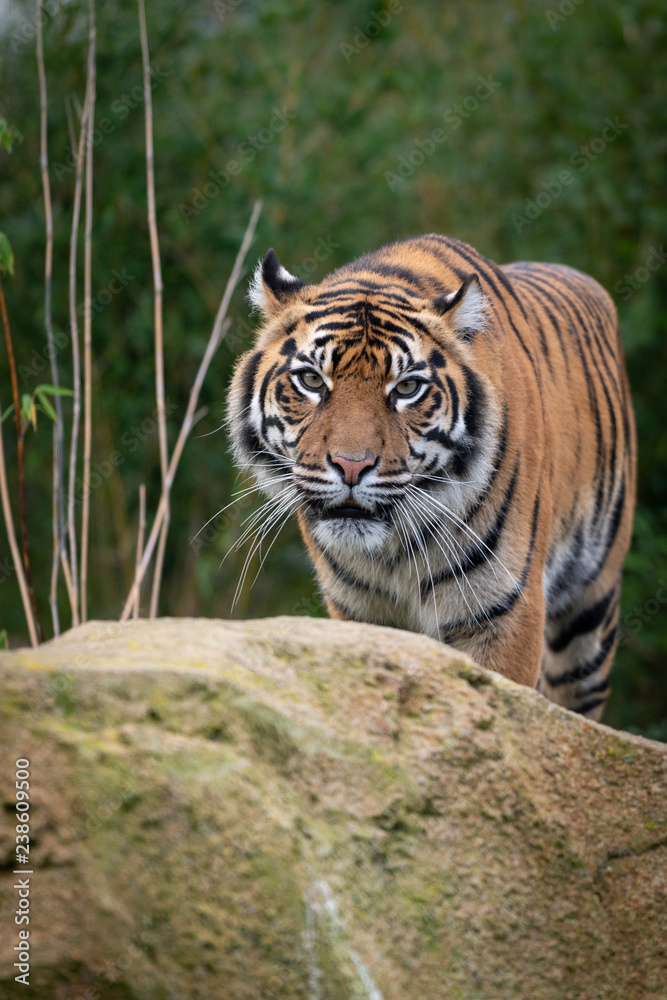 Fototapeta premium Tiger