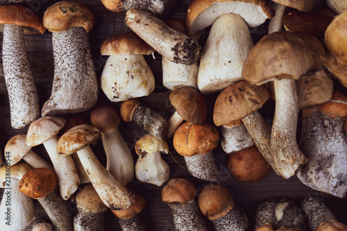 Different edible mushrooms on a wooden background. Porcini mushrooms and pickers.