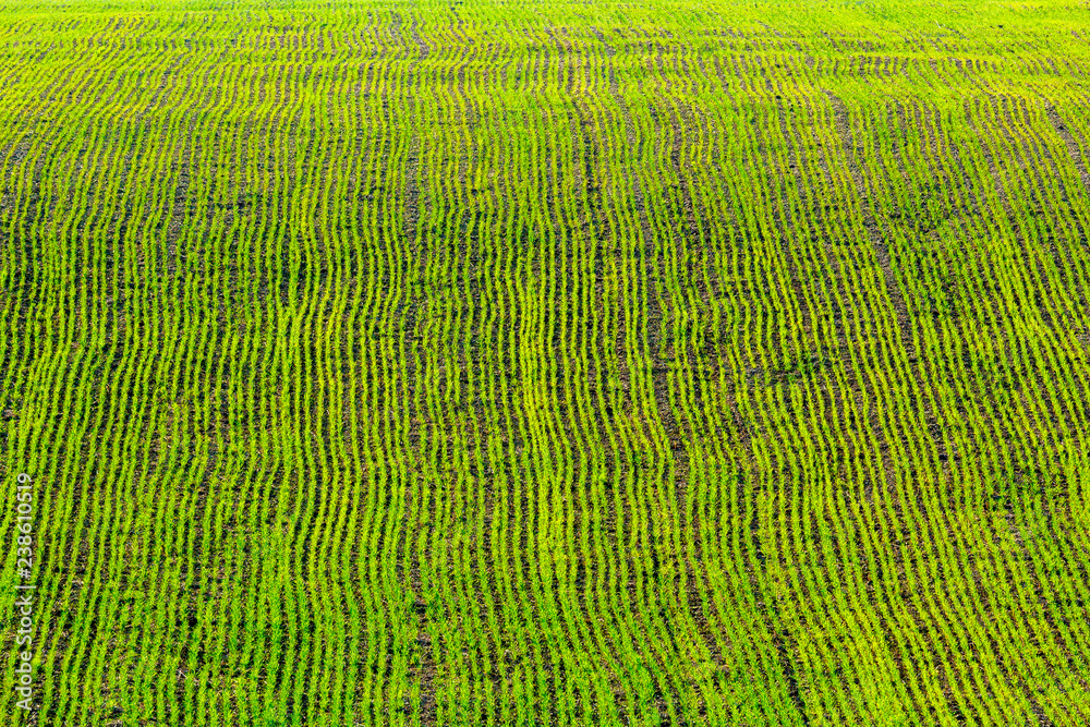 Green sprouts of wheat in the field