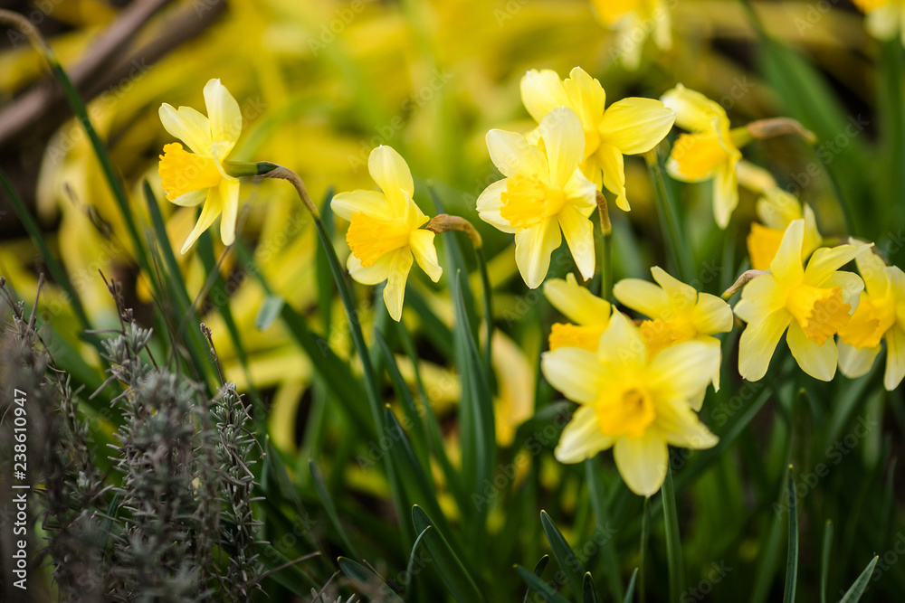 Close-up yellow daffodils in the green grass Close-up yellow daffodils in the green grass