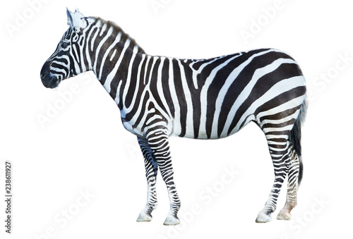 Zebra standing side view isolated on white background