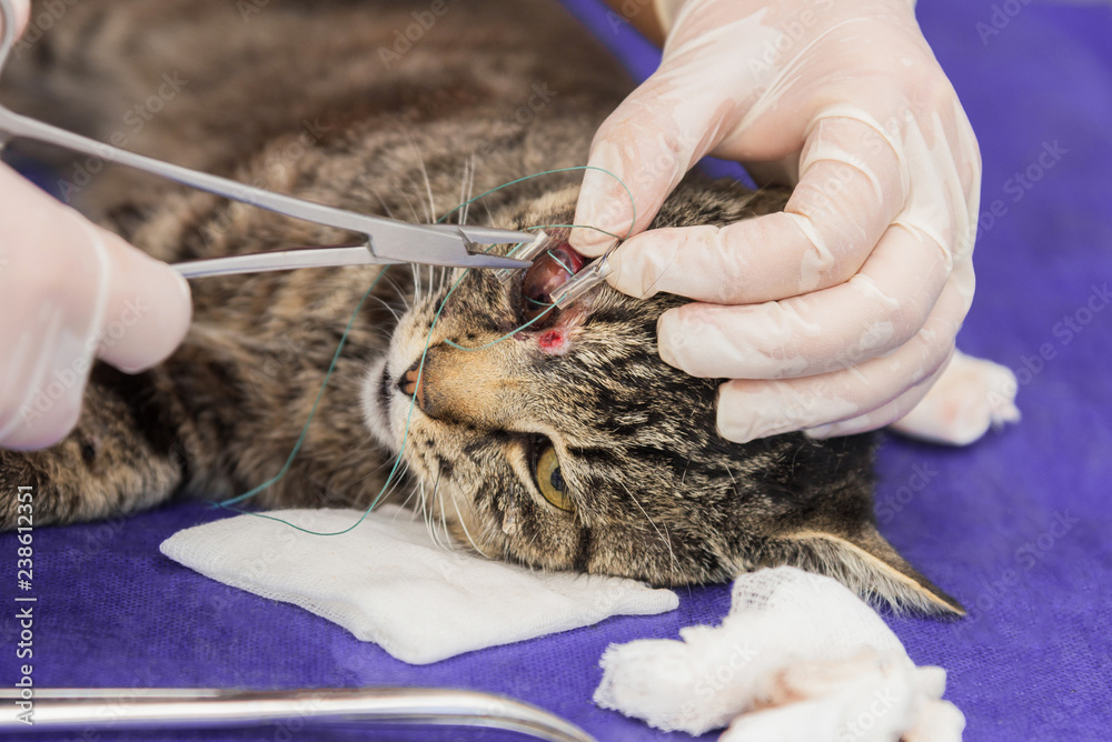 The vet operates the eye of a cat