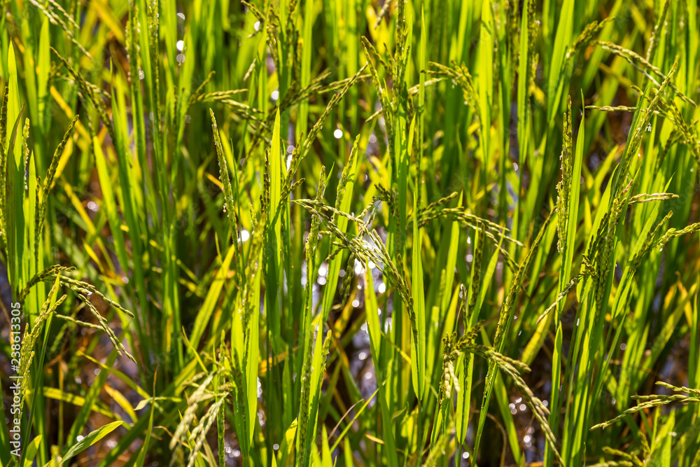 Obraz premium Close up of ripening rice in a field