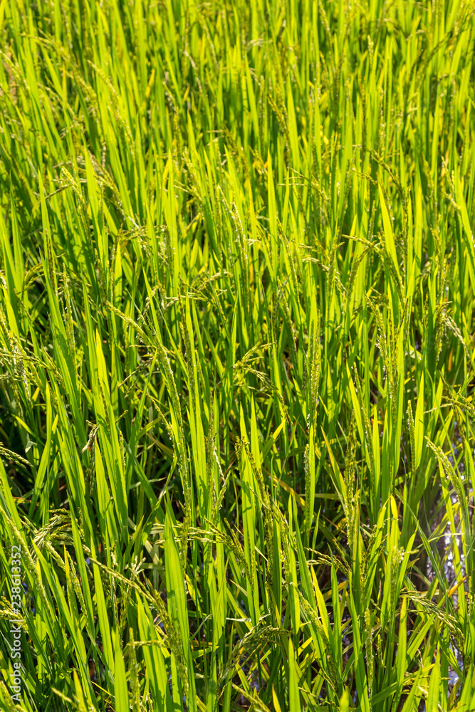 Obraz premium Full frame backgound of rice ripening in a paddy. Shallow depth of field